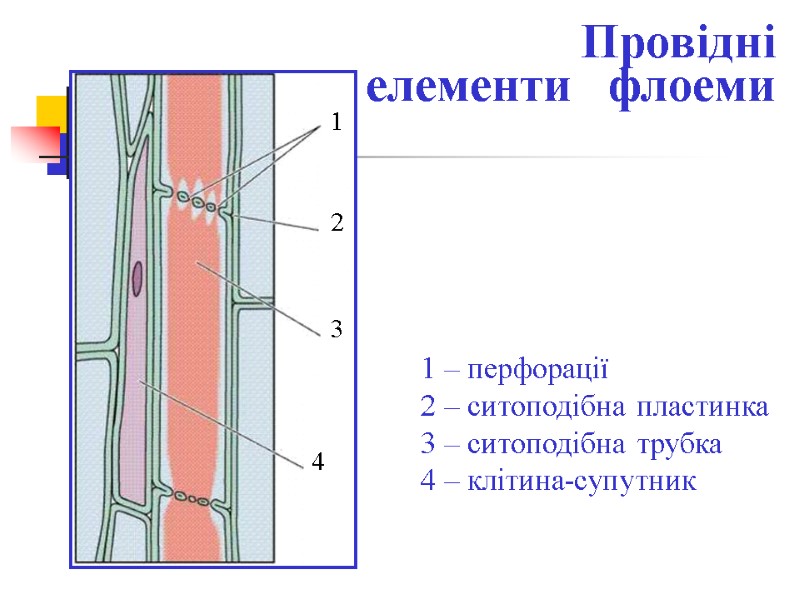 Провідні  елементи   флоеми 1 2 3 4 1 – перфорації 2